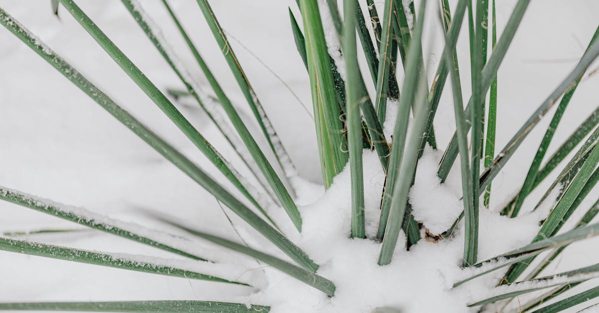 green plant leaves covered with frost and snow during winter nature close up detail 1