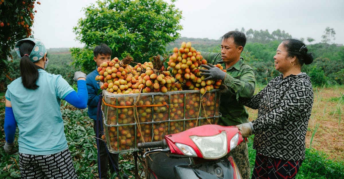 group of farmers harvesting and loading lychee fruits on a motorcycle trailer in an outdoor orchard