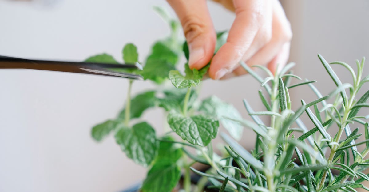 hand carefully pruning fresh green herbs in an indoor garden setting featuring bright leaves