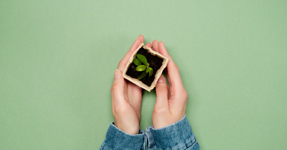 hands gently cradle a small seedling in a biodegradable pot symbolizing growth and sustainability