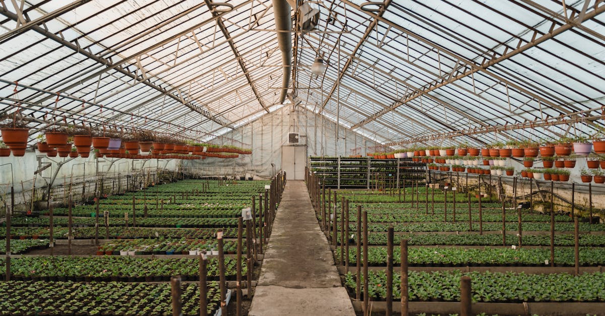 interior view of a large greenhouse filled with potted plants and seedlings under a glass roof
