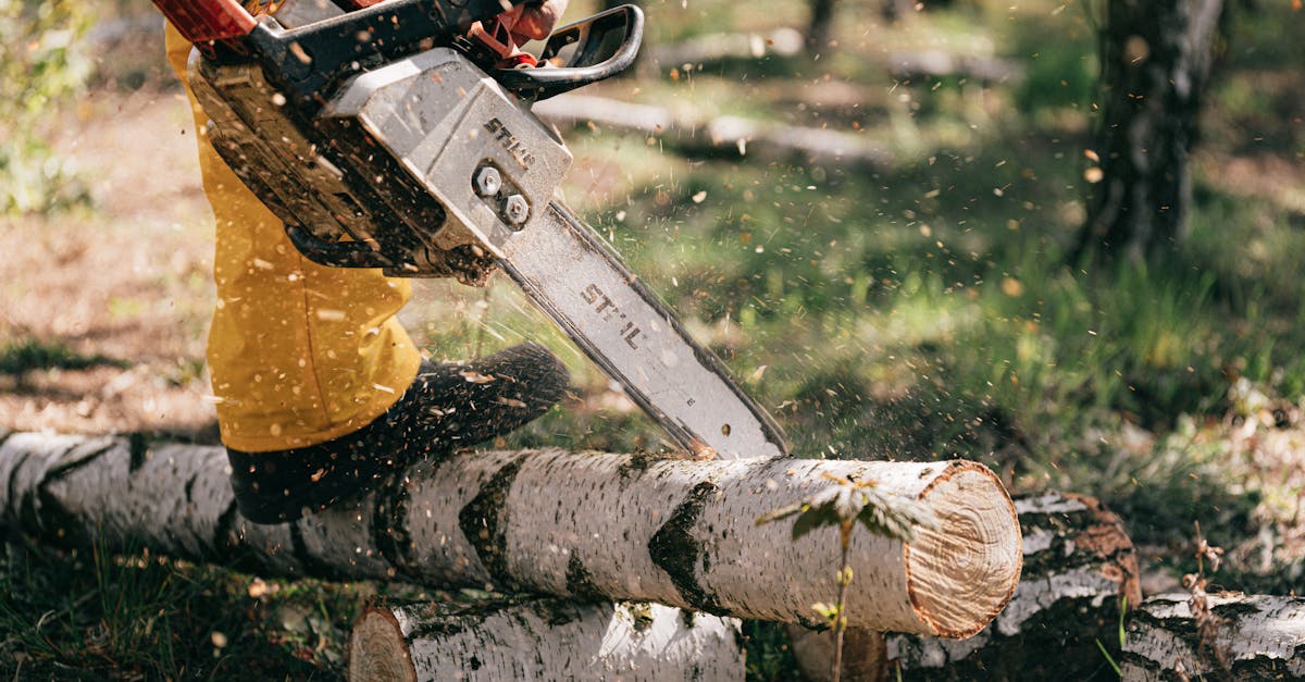 lumberjack in action cutting birch logs with a chainsaw in a forest setting