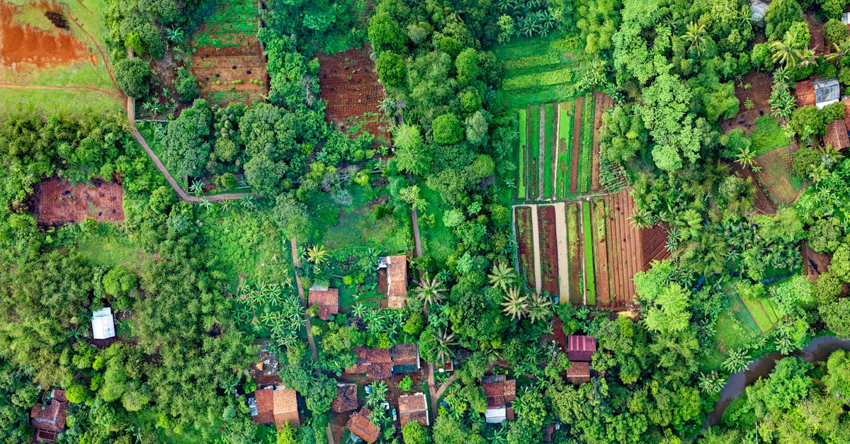 lush green agricultural fields in cisauk indonesia viewed from above