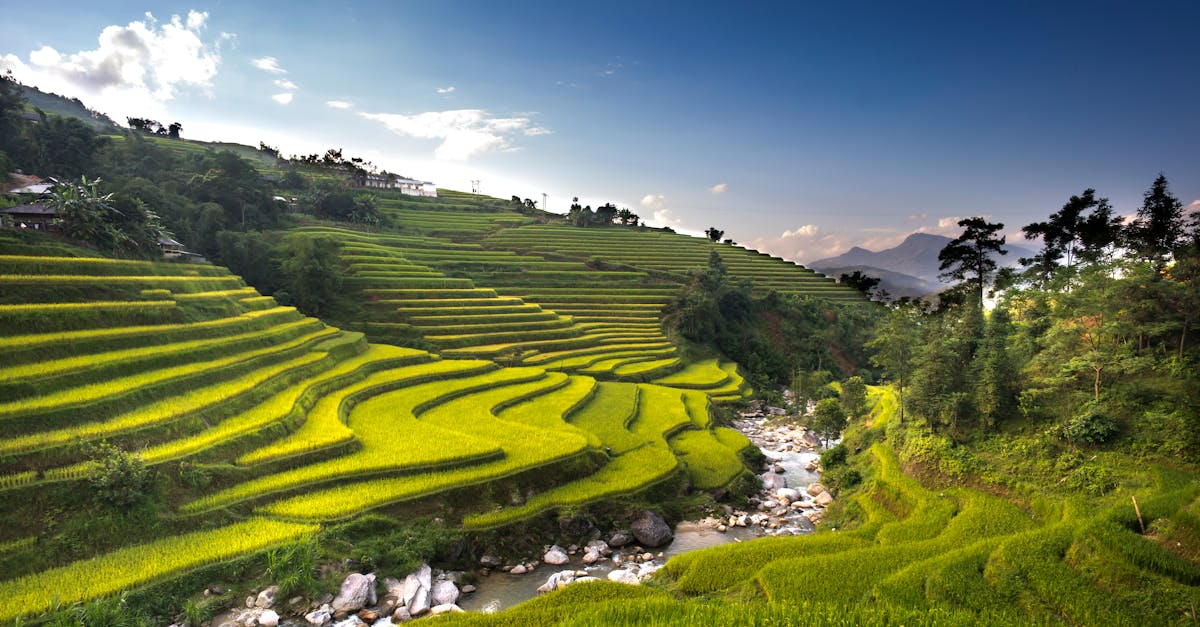 lush green rice terraces on a hillside with a flowing stream captured outdoors in daylight