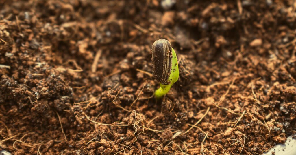 macro shot of a fresh seedling sprouting from rich soil showcasing new growth 4