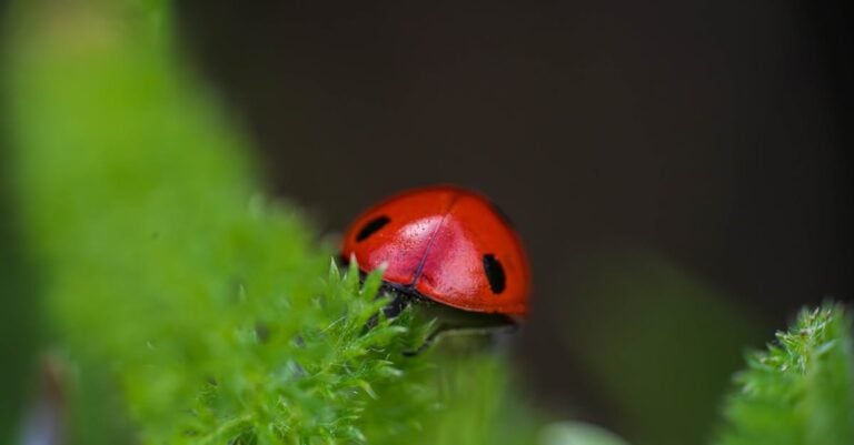 5 Ways Native Plants Improve Pest Management Without Chemicals