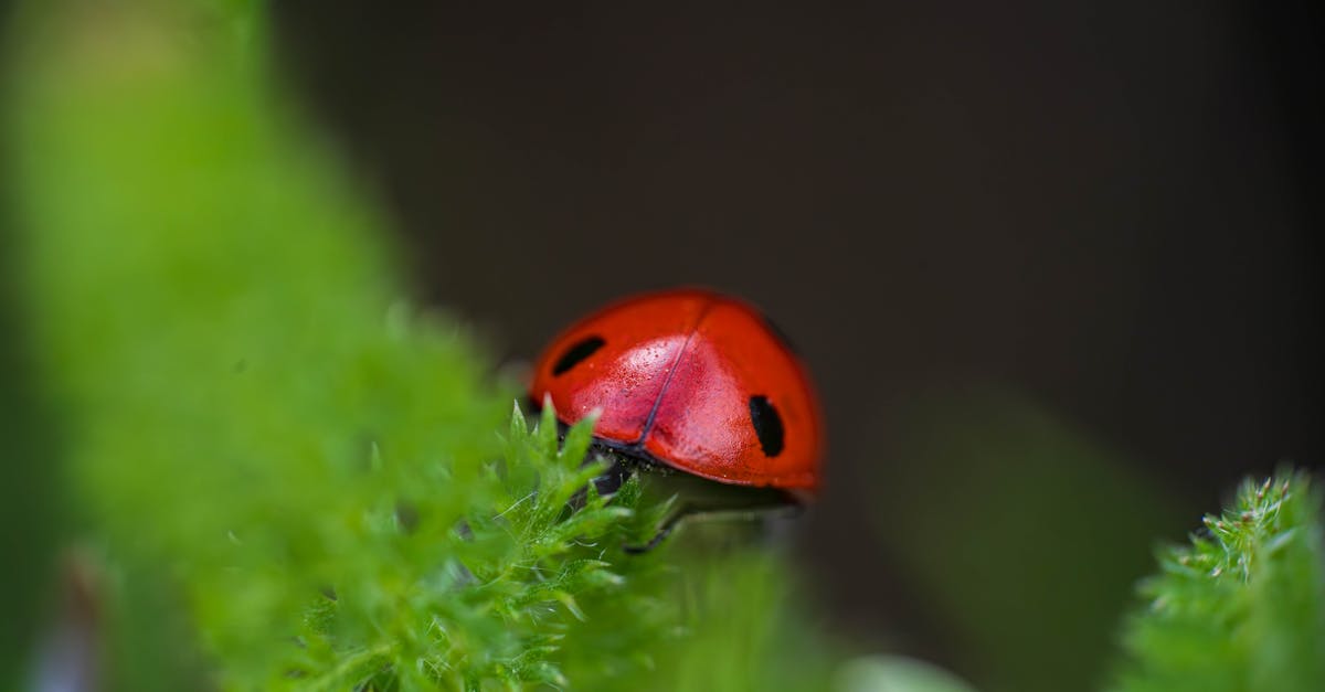 macro shot of a vibrant ladybug resting on lush green plants displaying nature s beauty 1