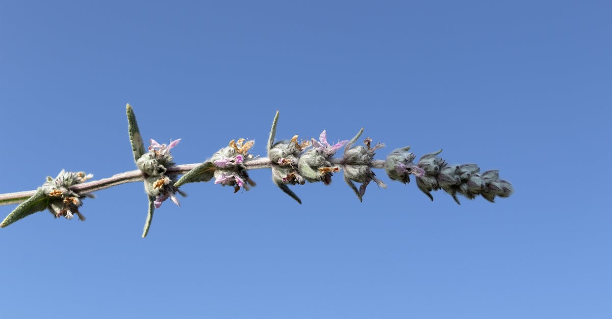 macro shot of lavender in bloom with a clear blue sky highlighting nature s beauty