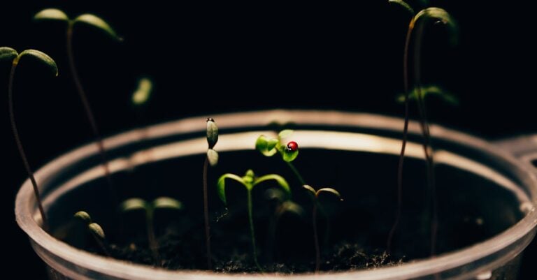 7 Moisture Control Strategies for Seed Germination That Prevent Common Issues