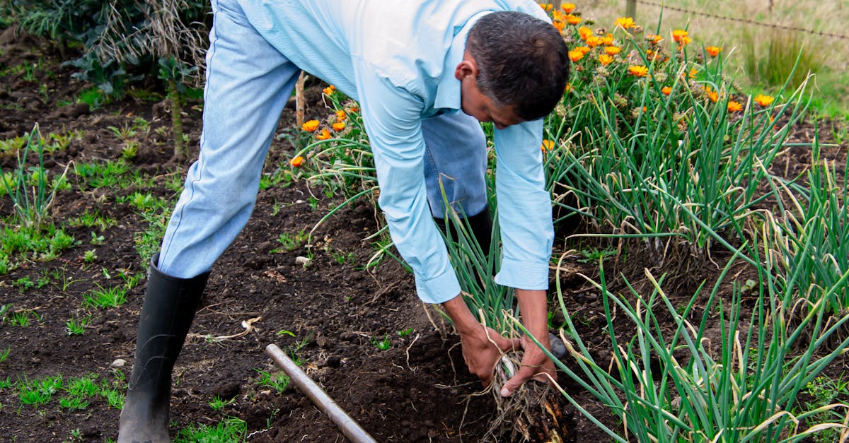 man working in a field harvesting vegetables showcasing sustainable farming practices