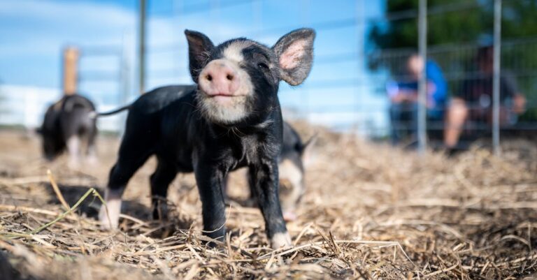 7 Regional Hay Variations That Old Farmers Swear By