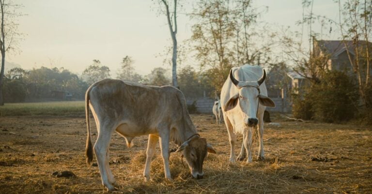 7 Key Factors: Understanding Hay Nutritional Values That Save Feed Costs