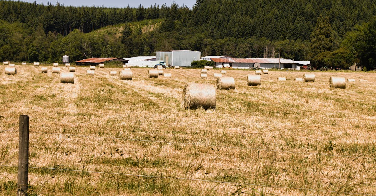 round bales of hay laying in the field