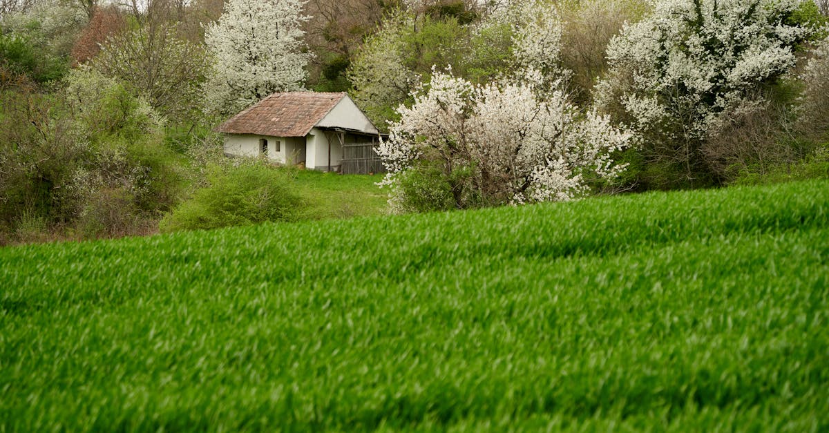 rustic charm of an old adobe house in blooming hungarian countryside