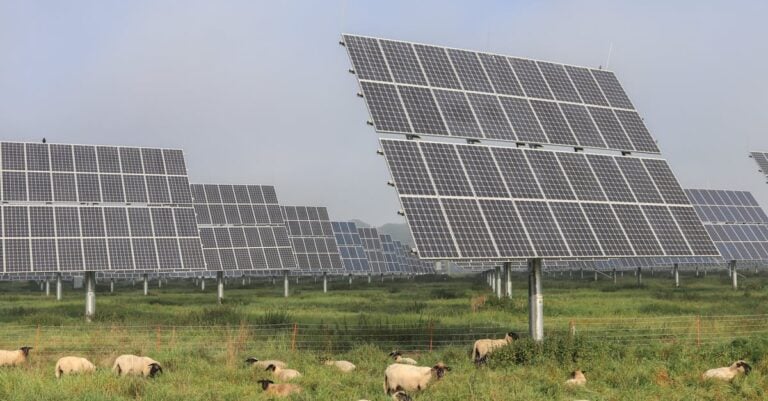 5 Ways Livestock Integration Will Change Weed Management Without Chemicals