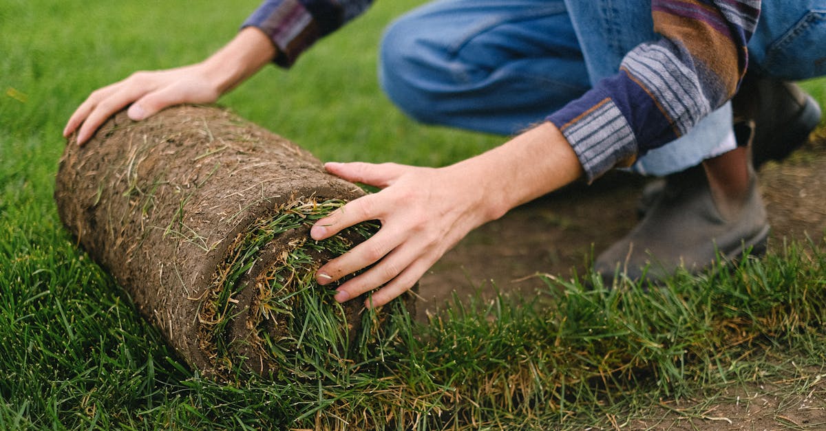 side view of unrecognizable male farmer laying grass turf roll on ground while working on agricultur