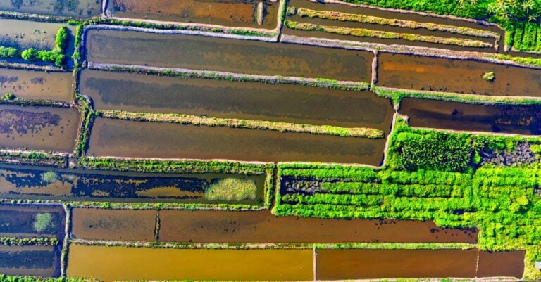 6 Best Soil Conditioners for Better Drainage Without Chemicals