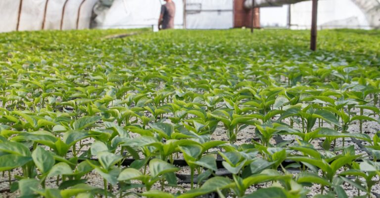 7 Crop Succession Planting Ideas That Maximize Small Spaces