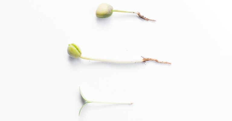 5 Phases of Germination That Prevent Common Seedling Issues