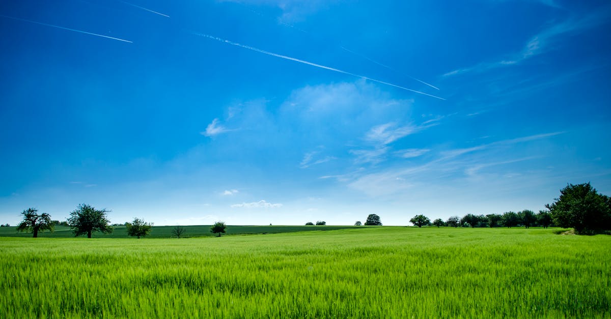 tranquil rural landscape with lush green field and bright blue sky