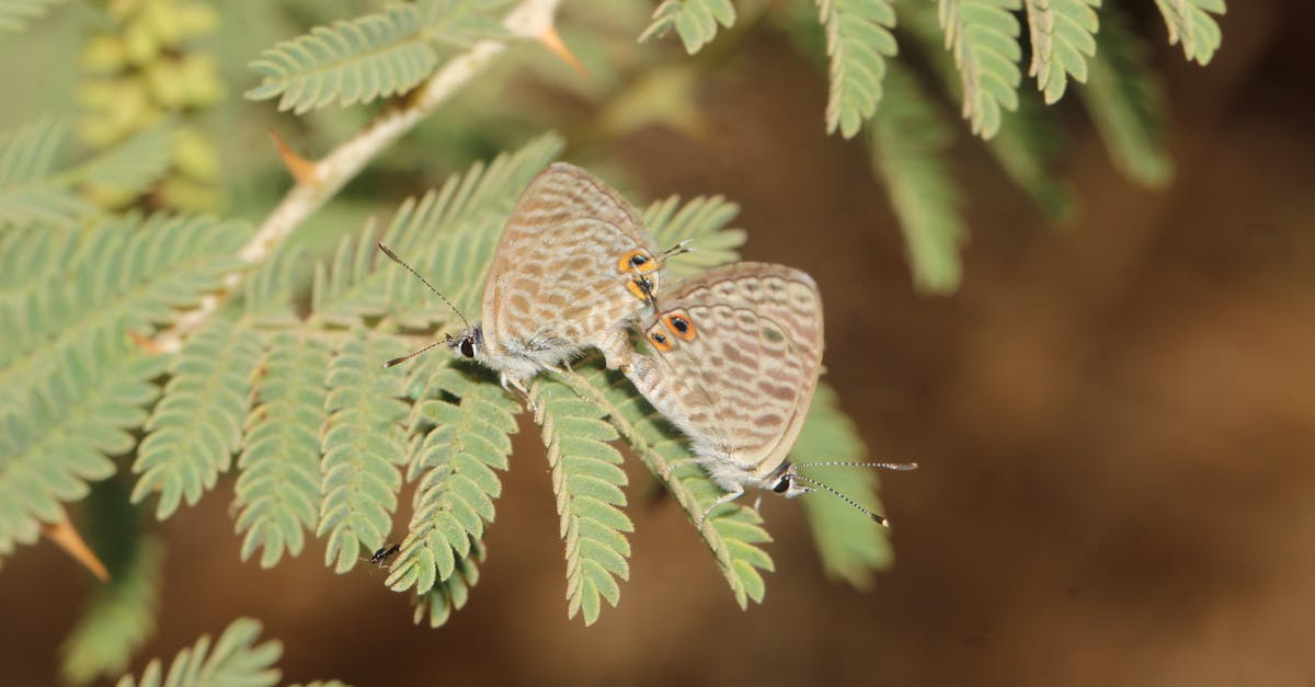 two butterflies perched on a green leaf in a natural setting vibrant details