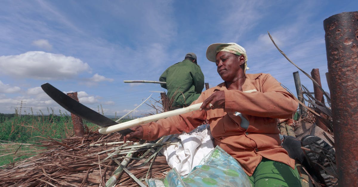 two farm workers harvesting crops with machetes on a sunny summer day