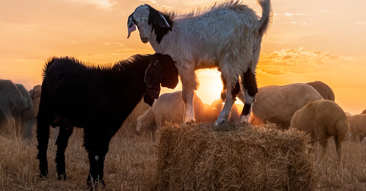 two playful goats stand on a hay bale in a field at sunset capturing a serene agricultural scene