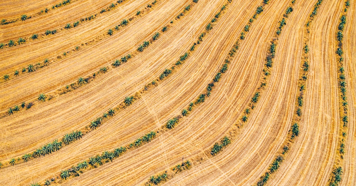 vibrant aerial view of agricultural fields with green plants arranged in patterns