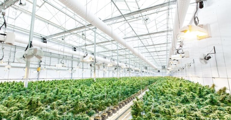 5 Ways Lighting Impacts Crop Growth That Boost Harvest Yields
