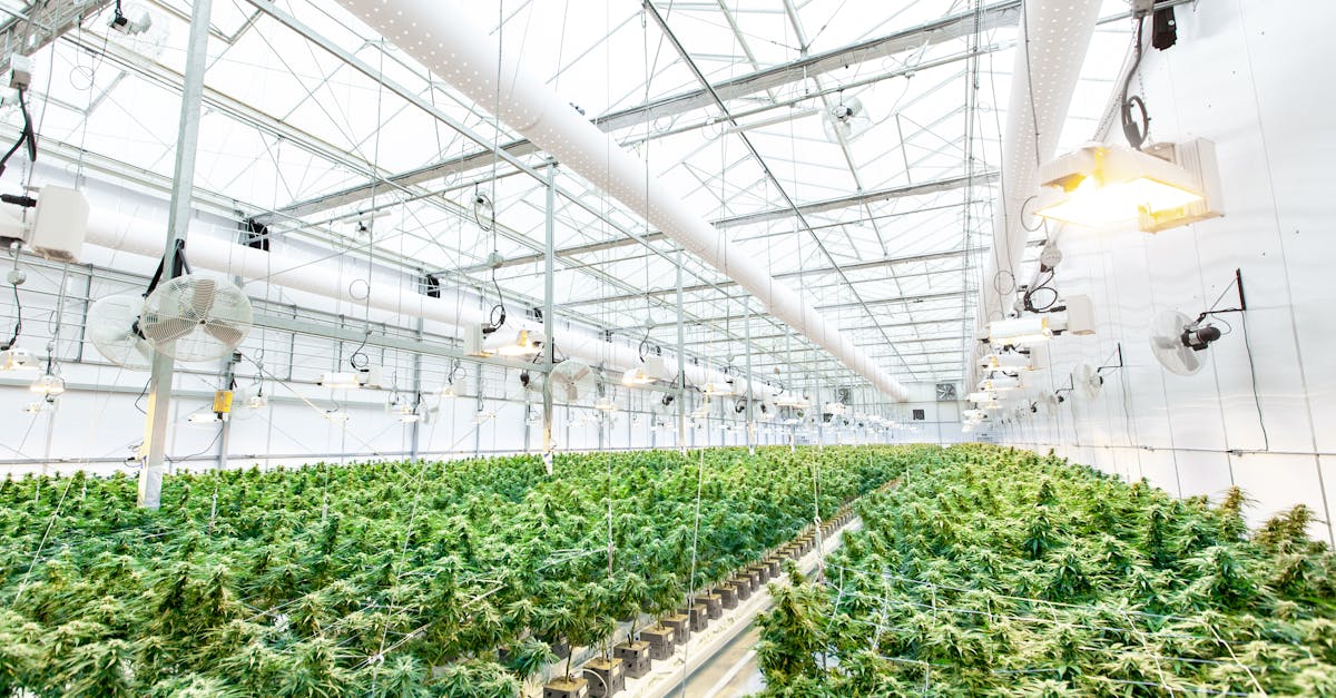 vibrant cannabis plants growing inside a well lit greenhouse facility for organic hemp cultivation