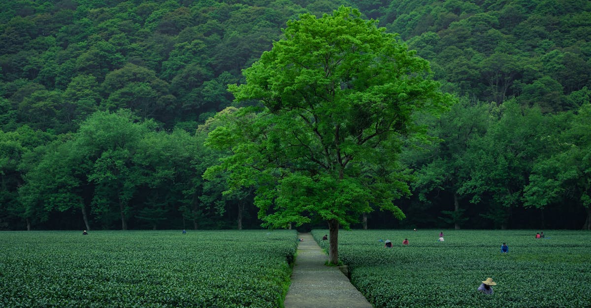 vibrant green tea fields with farmers at work in hangzhou zhejiang province china