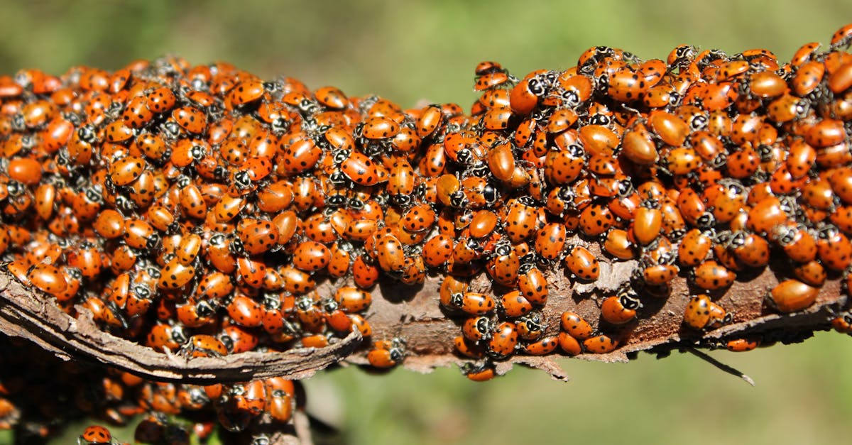 vibrant group of ladybugs clustered on a tree branch in natural sunlight