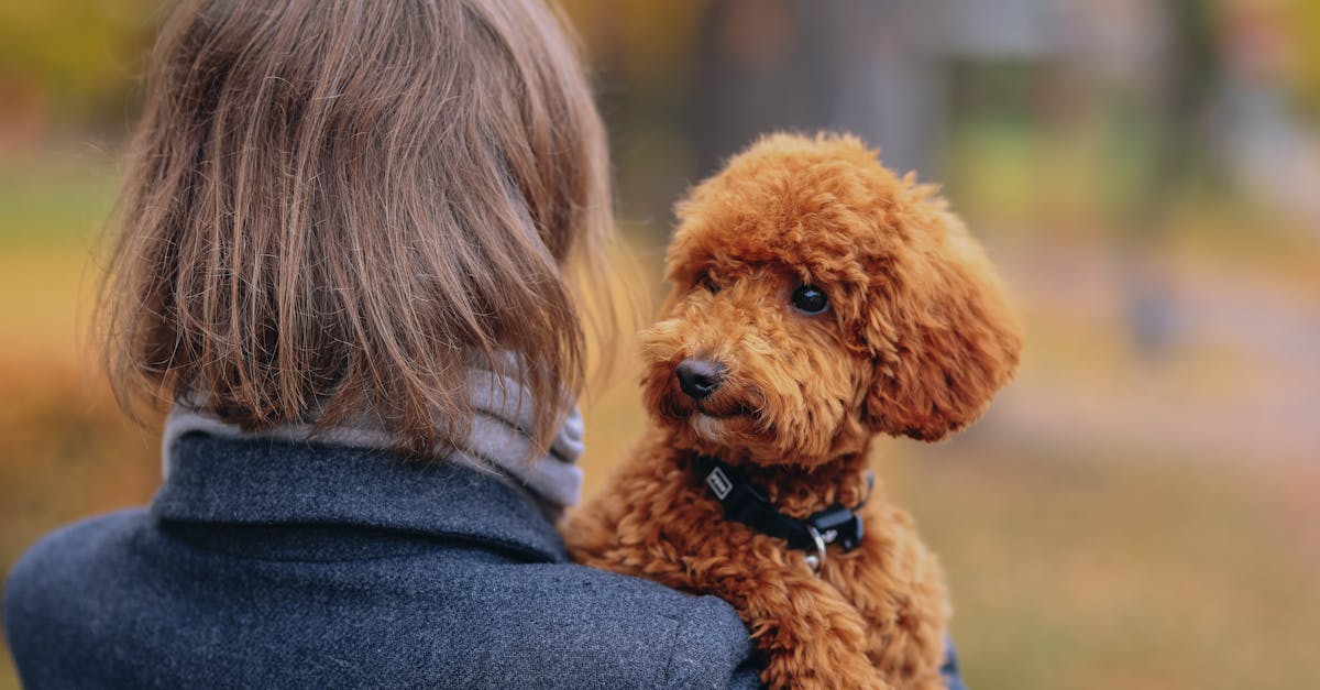 woman in a coat holds a brown poodle during a brisk autumn day