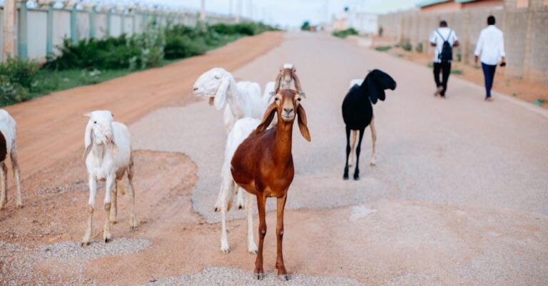 6 Best Modular Runs for Expanding Goat Herds on Small Acreage