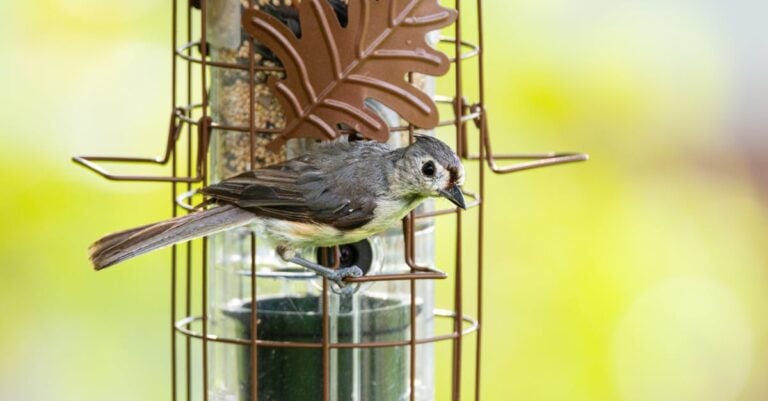 5 Best Squirrel Proof Suet Feeders for Backyard Farms That Actually Work