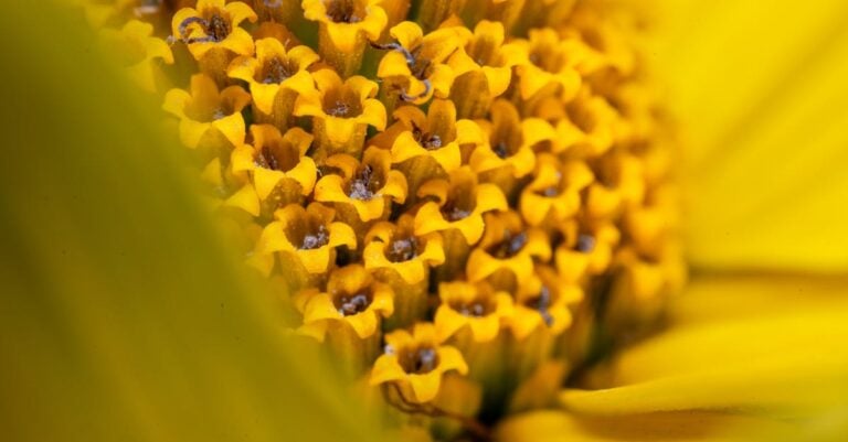 3 Best Wildflower Seed Mixes for Attracting Pollinators That Save Bees