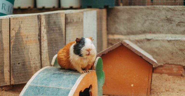 7 Best Guinea Pig Cages for Indoor Use That Maximize Small Spaces