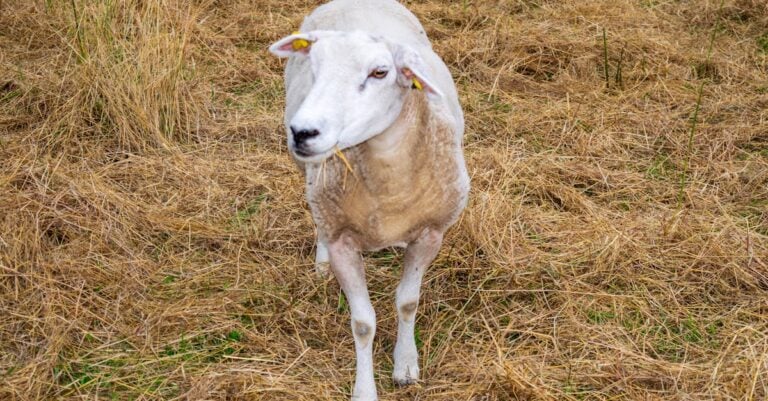 7 Best Portable Hay Racks for Rotational Grazing That Cut Waste
