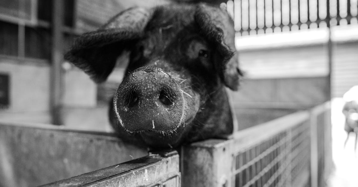 a black and white photo capturing a close up of a curious pig leaning over a pen gate