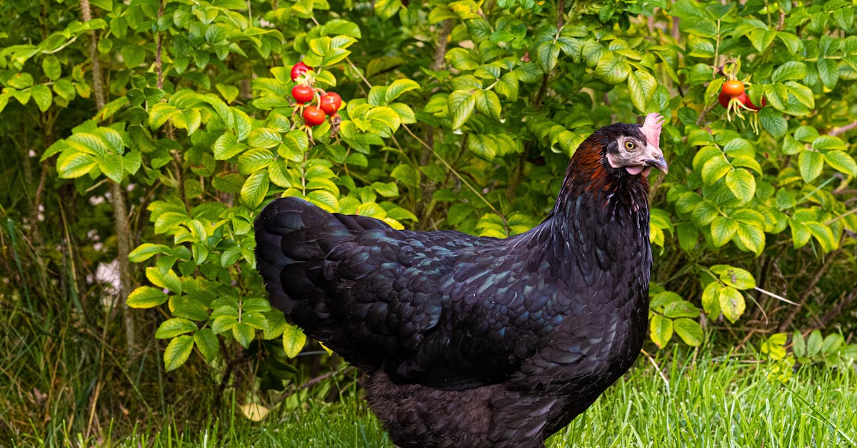 a black hen stands in a vibrant meadow with green foliage and red fruit
