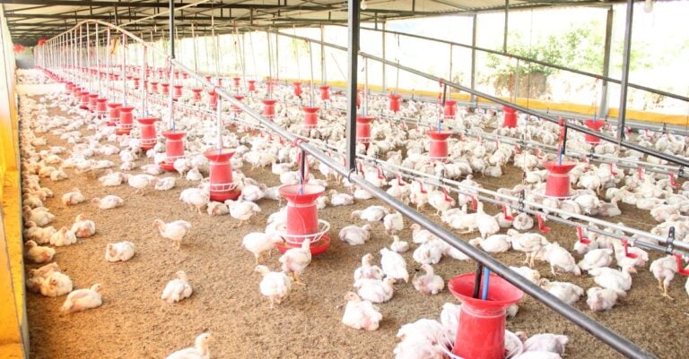 5 Best Cleaning Caddies for Chicken Coop Maintenance That Save Time