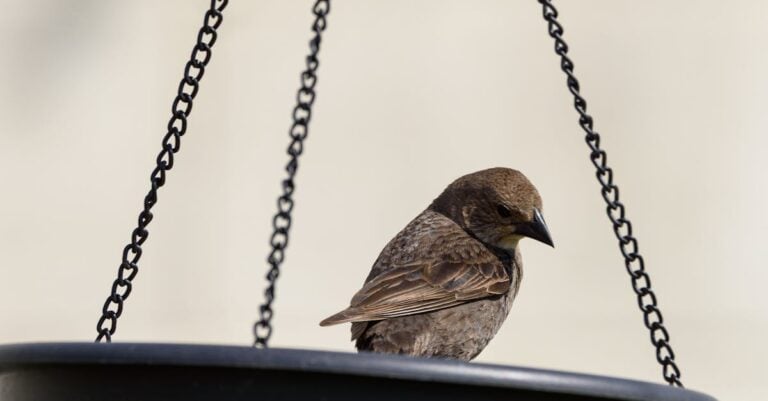 3 Best Bird Feeder Hooks for Hanging Multiple Feeders That Support Backyard Wildlife