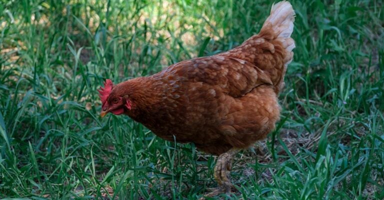 6 Best Soldier Fly Larvae for Sustainable Poultry Feed That Cut Costs