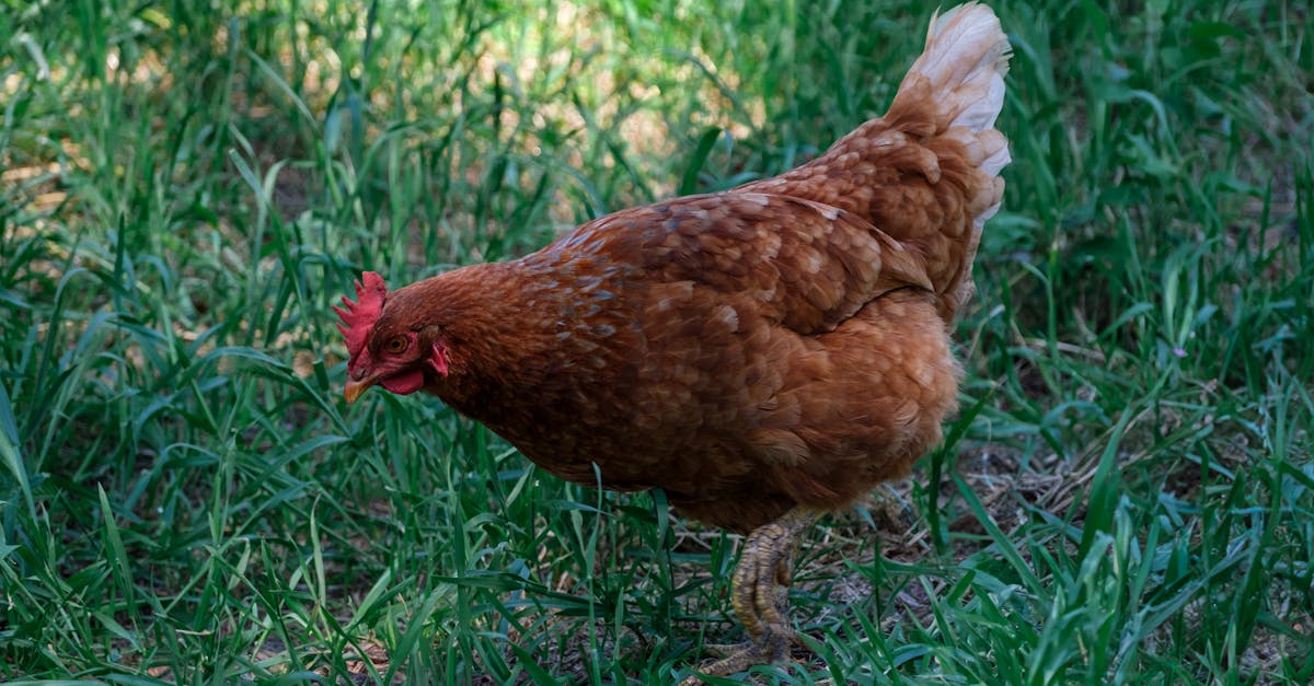 a brown chicken foraging in a grassy outdoor area showcasing natural behavior on a farm