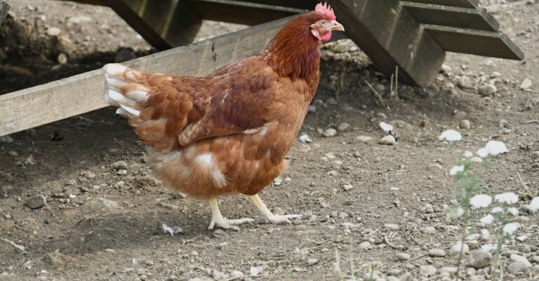 4 Best Predator Proof Chicken Coops for Rural Farms That Prevent Losses
