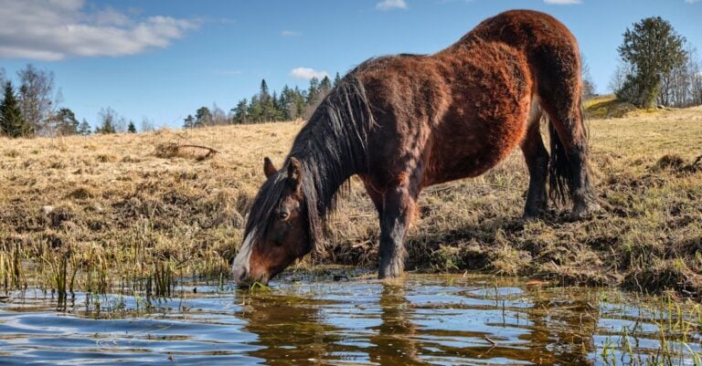 6 Best Horse Water Fountains for Natural Drinking That Prevent Common Issues