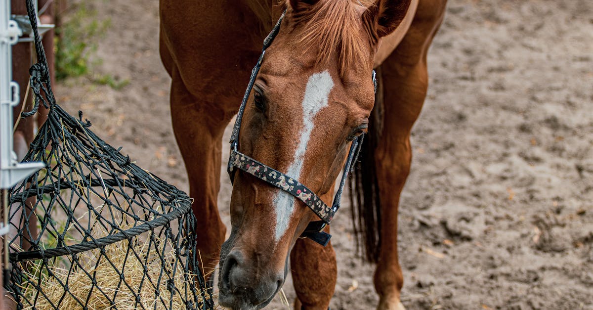 a brown horse eating hay from a net feeder in an outdoor setting showcasing equestrian lifestyle