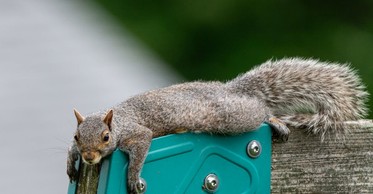 a brown squirrel rests casually on a wooden fence in canonsburg pennsylvania