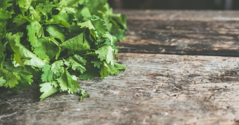 5 Best Cilantro Seeds for Salsa Gardening That Thrive All Season