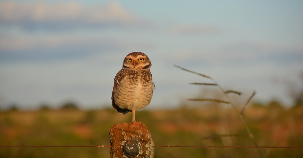 a burrowing owl poses on a wooden post against a blurred natural background during a sunny day